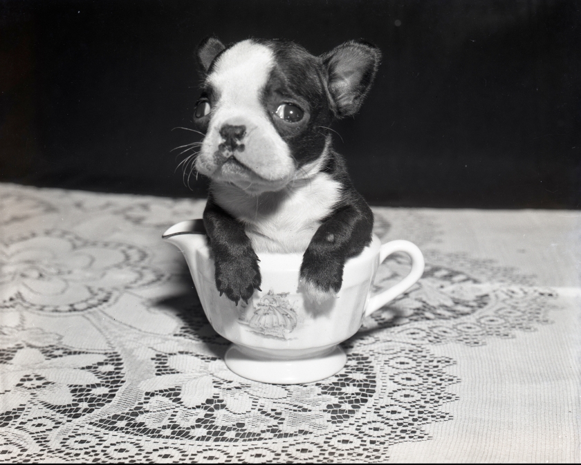 Hayes Dog in Cup